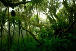 Central African Rain Forest