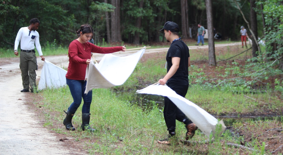 People using cloth sheets to collect tick samples from the side of a road