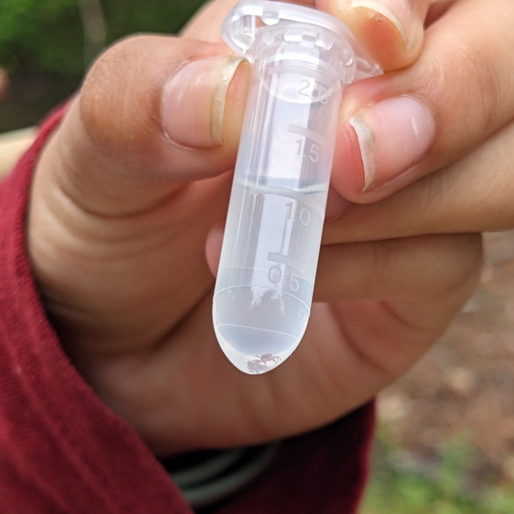 Person holding a vial containing ticks
