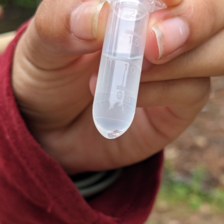 Person holding a vial containing ticks