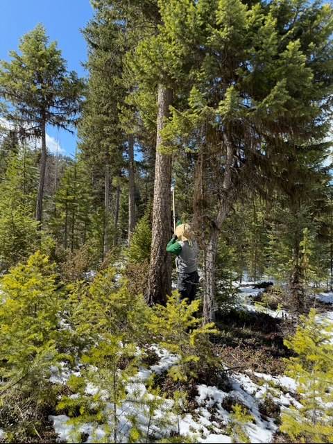 Placing the chemical packet on a tree