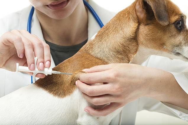 veterinary health