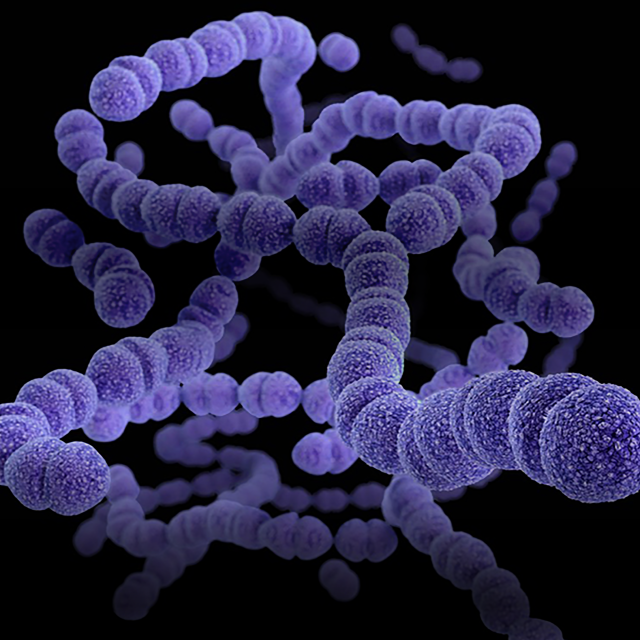 An image of a virus, colored purple, on a solid black background