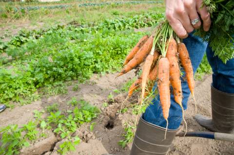the hand of a white woman out of frame, holding a bunch of freshly-pulled carrots in a garden