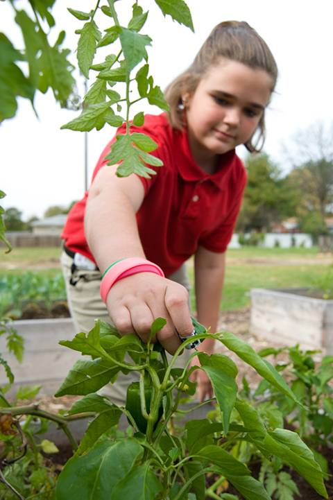 School Farming